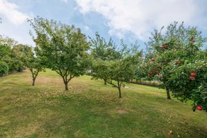 Orchard- click for photo gallery